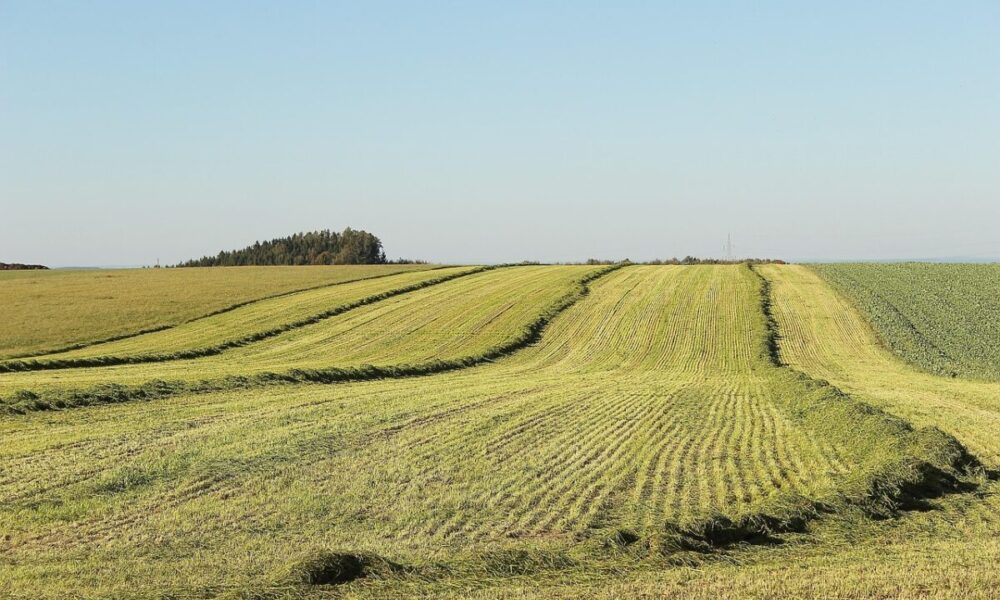 ce-poti-face-daca-vecinul-iti-ocupa-abuziv-terenul.-pasii-legali-pentru-a-ti-recupera-proprietatea
