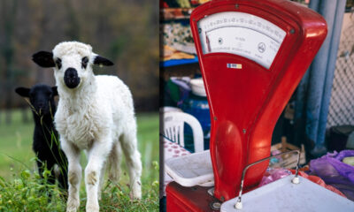 cat-a-ajuns-sa-coste-un-kilogram-de-carne-de-miel-pentru-masa-de-paste.-romanii-au-inceput-sa-se-gandeasca-la-alte-preparate